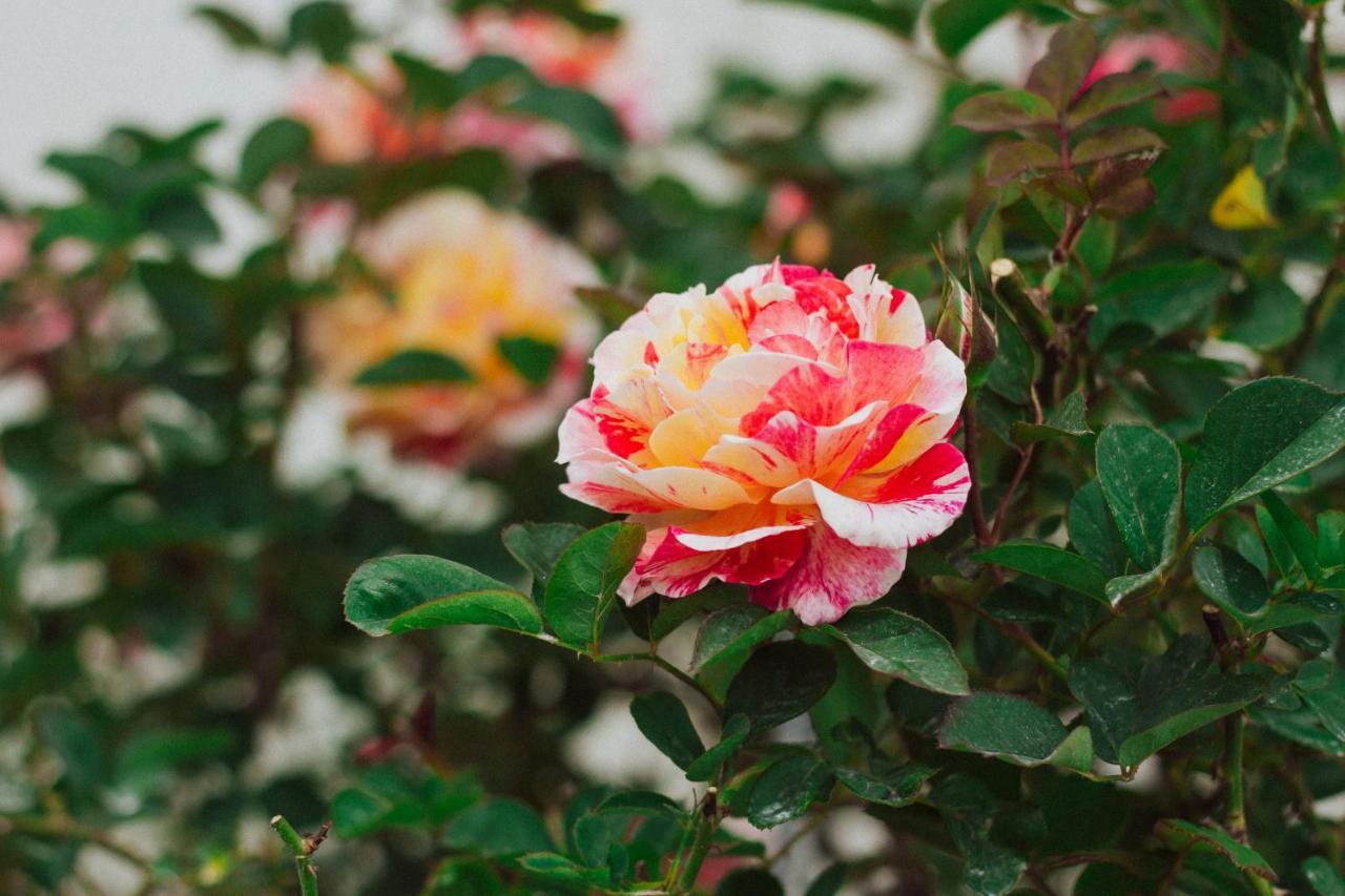 La Vie En Rose Villa 달랏 외부 사진